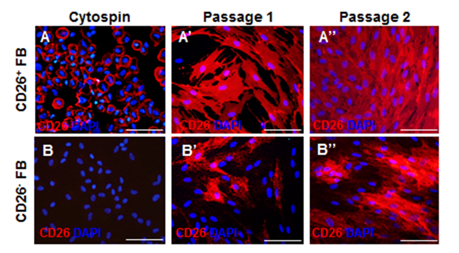 تأثیر فیبروبلاست‌های CD26+ و CD26− در بازسازی جایگزین‌های درمو-اپیدرمی پوست انسان
